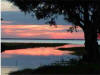 tree_and_red_sky.jpg